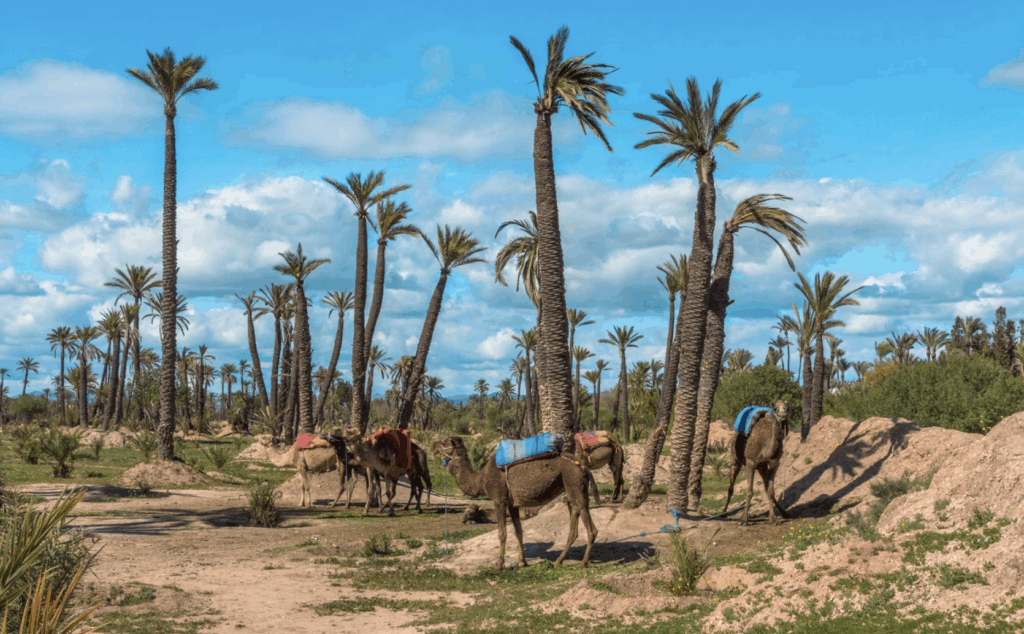 Palmeraie de Marrakech